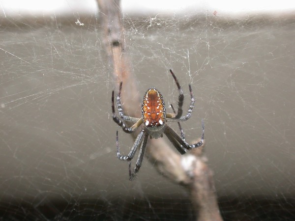 Tent-web Spider